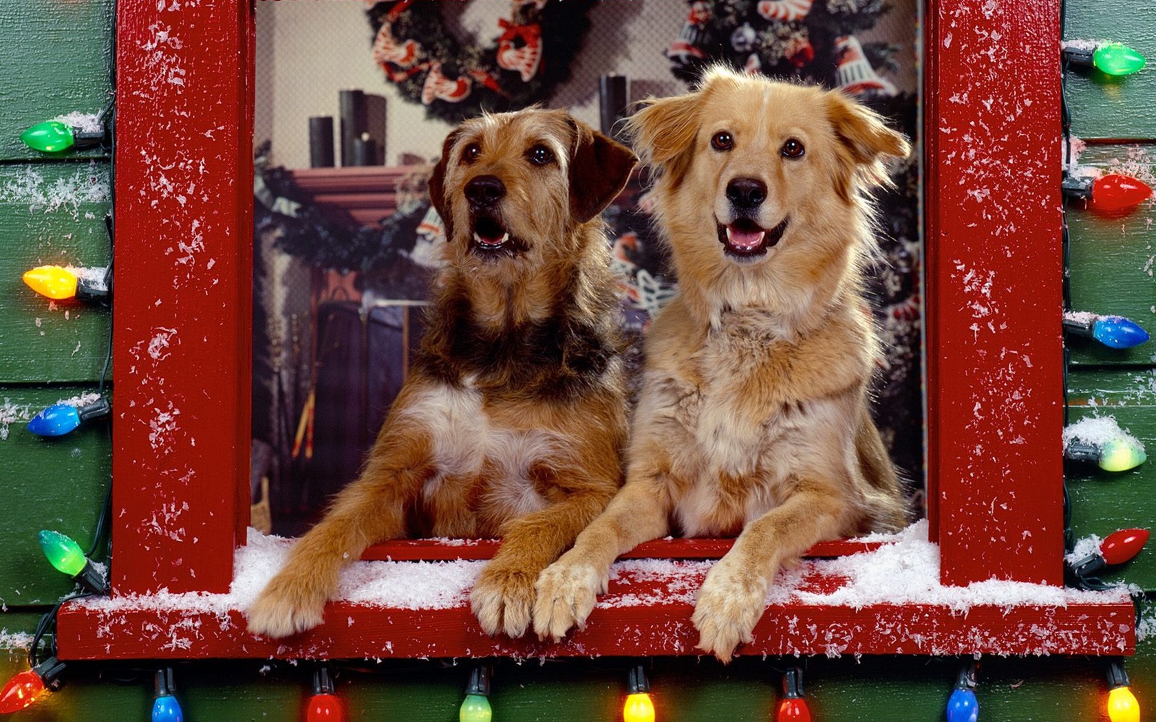 1600 dog photo wallpaper (3) #6 - 1680x1050