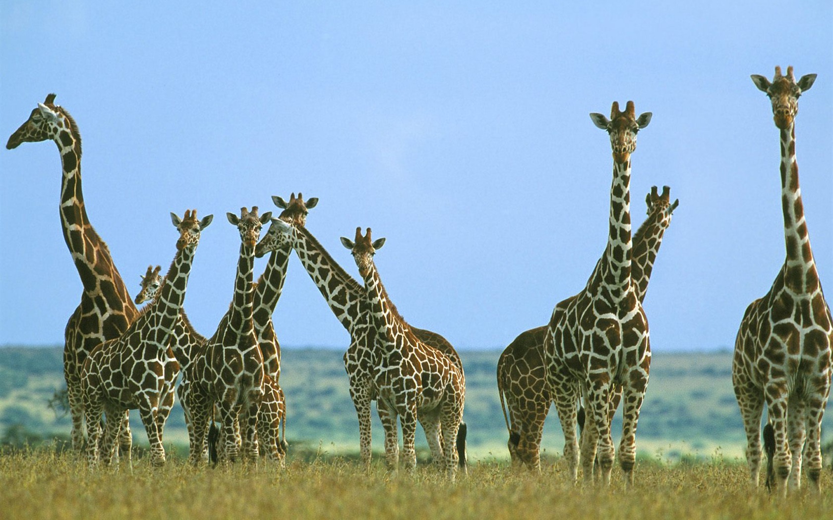 Giraffe wallpaper alba #14 - 1680x1050