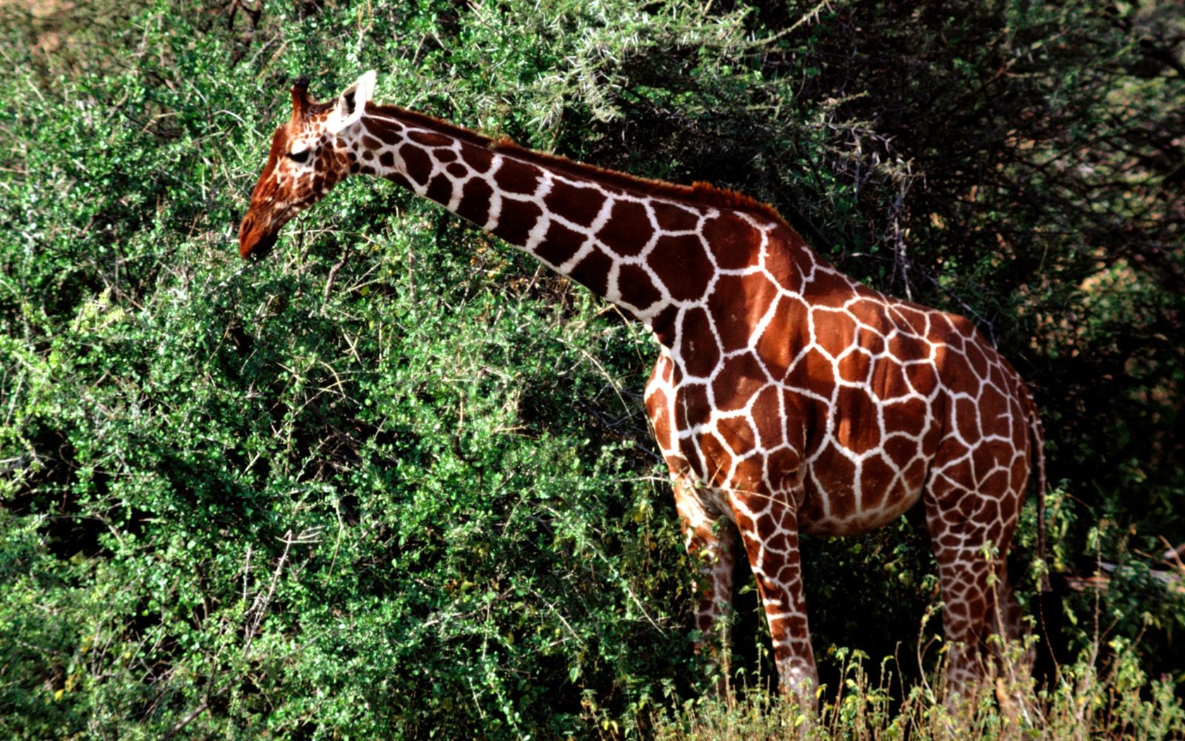 Giraffe wallpaper alba #18 - 1680x1050