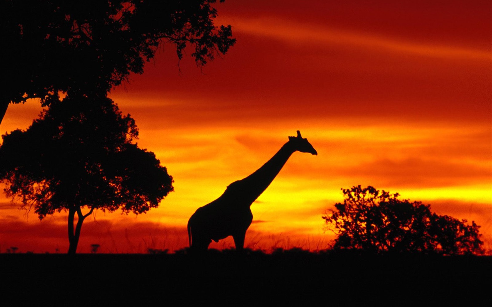 Giraffe wallpaper alba #20 - 1680x1050
