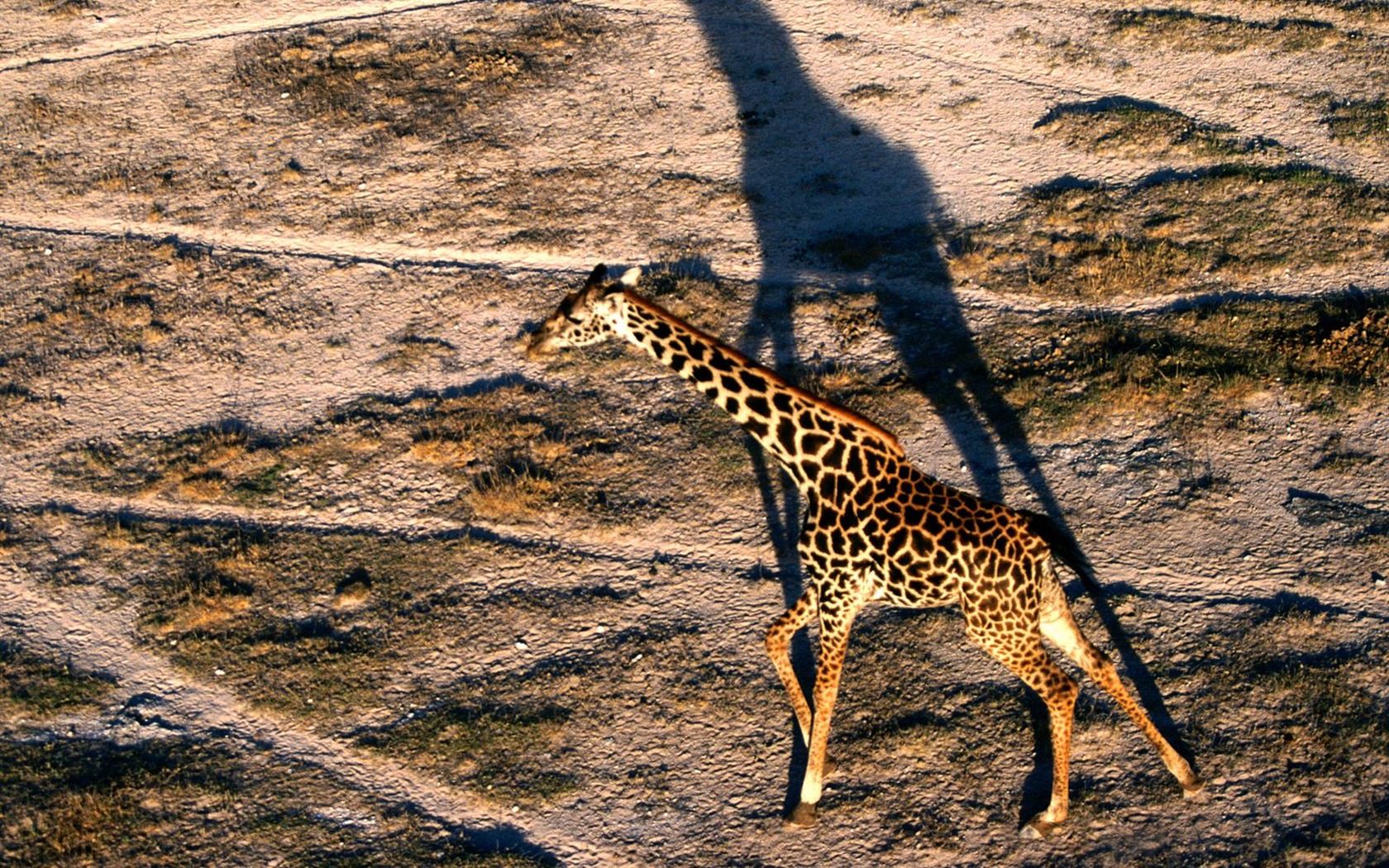Giraffe wallpaper alba #21 - 1680x1050