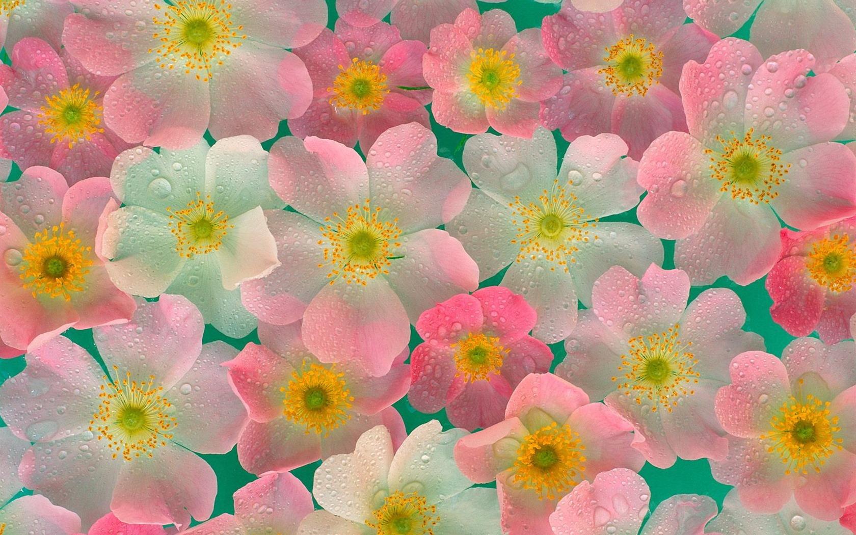 Flowers close-up (19) #9 - 1680x1050