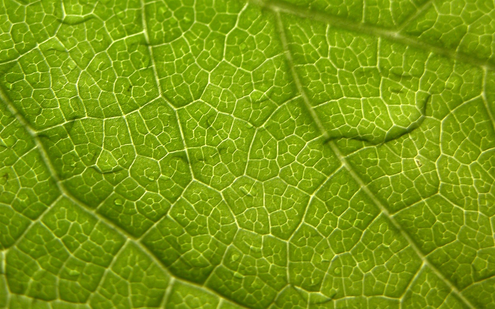 zahraniční fotografie zelených listů tapety (1) #16 - 1680x1050