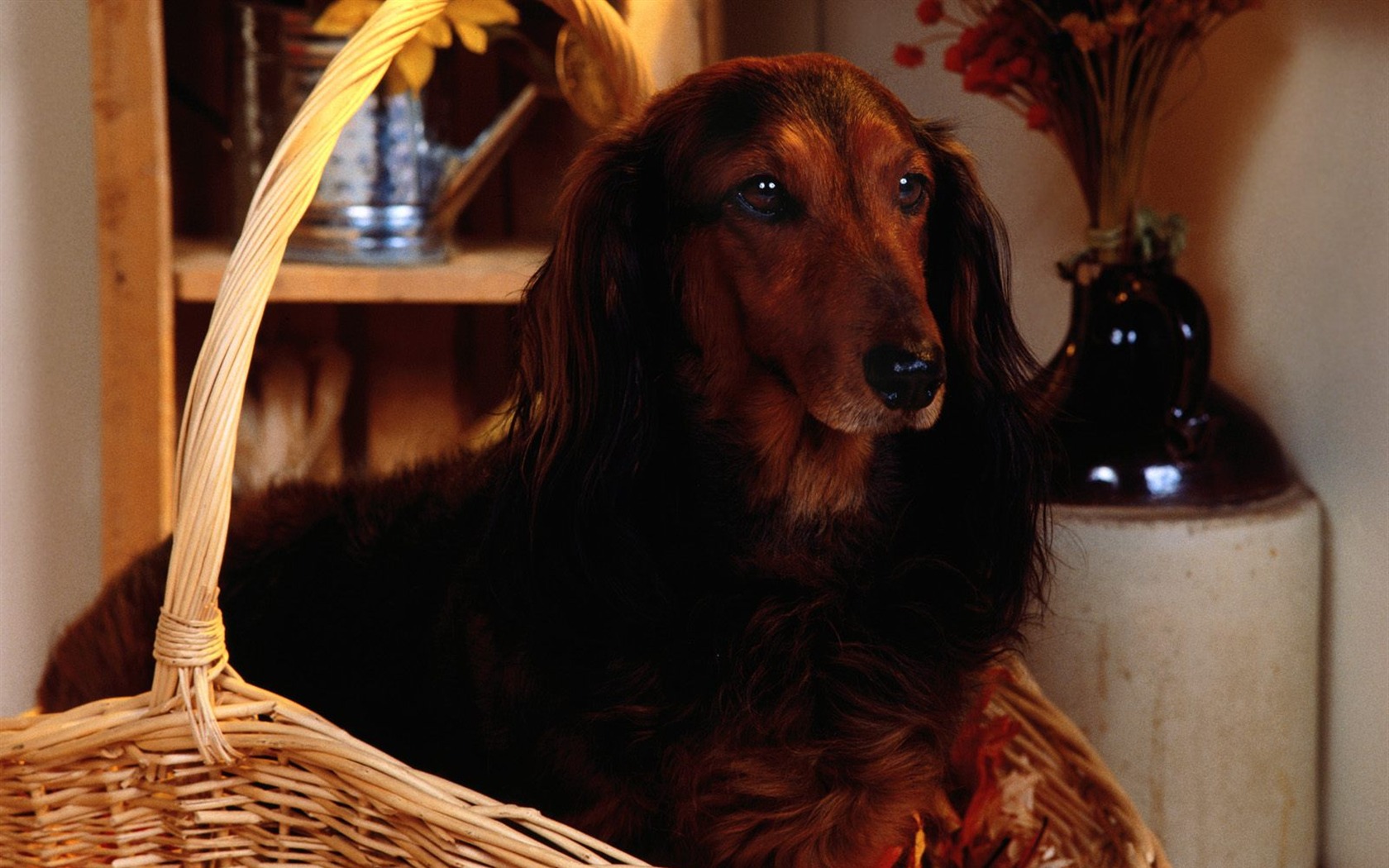 1600 dog photo wallpaper (5) #8 - 1680x1050