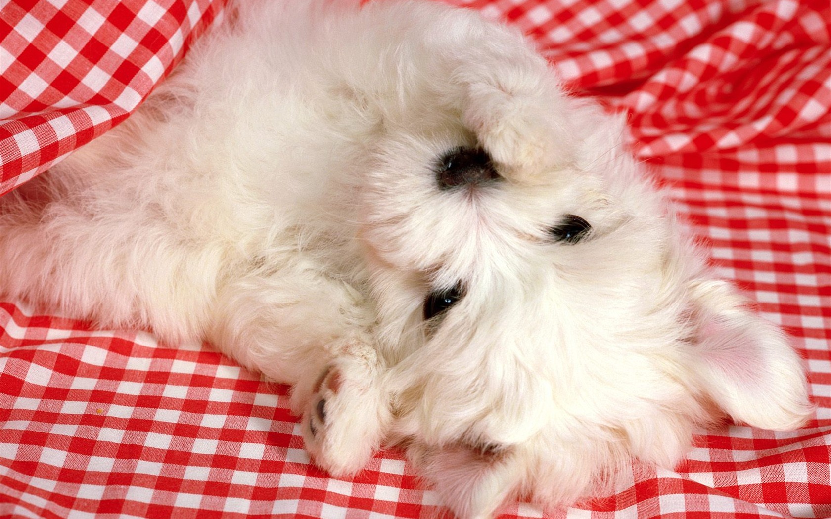 1600 dog photo wallpaper (5) #9 - 1680x1050