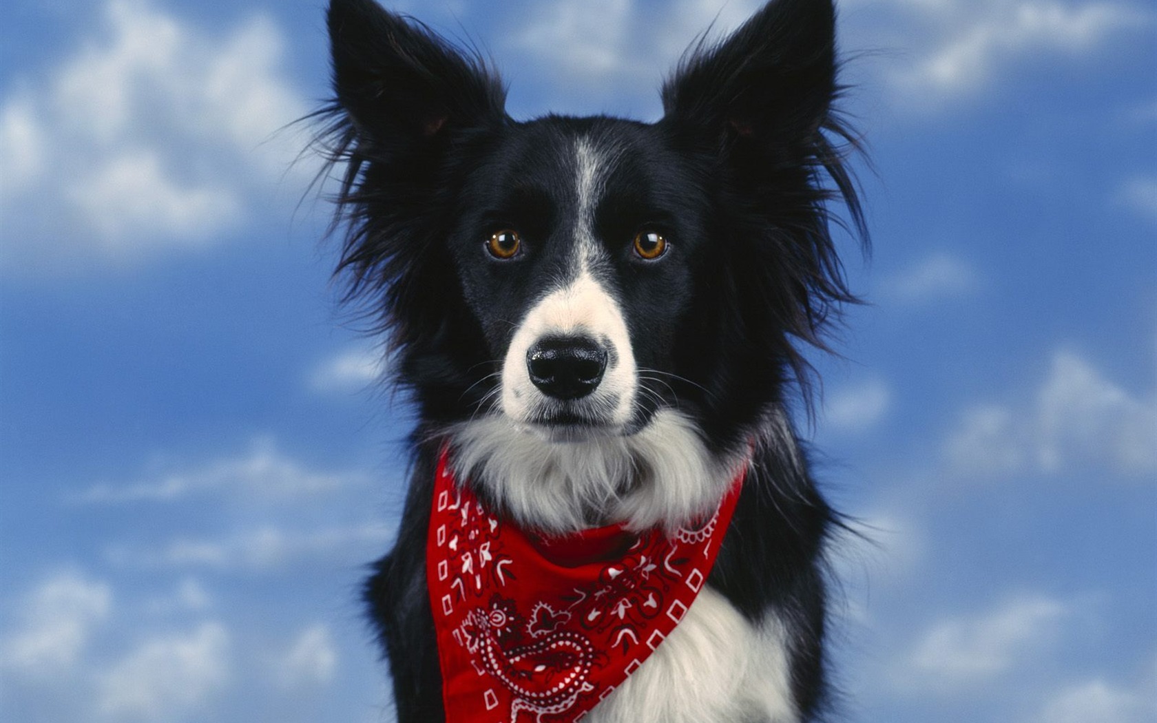 1600 dog photo wallpaper (5) #18 - 1680x1050