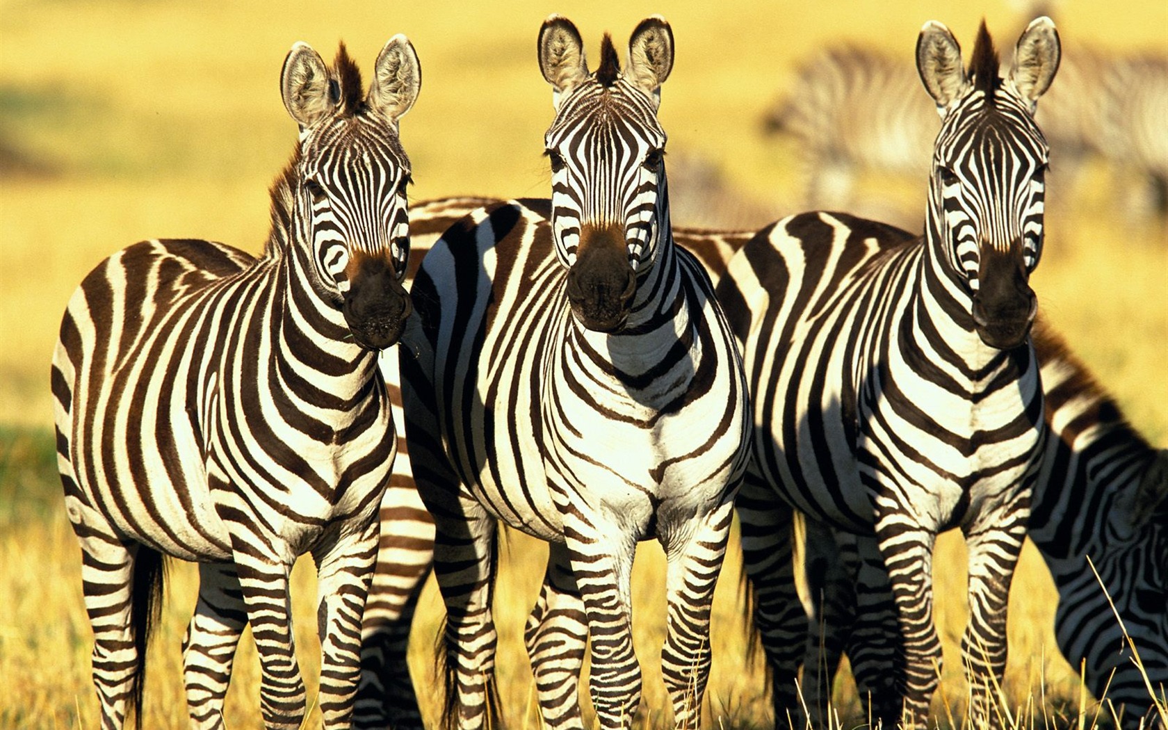 Fond d'écran photo Zebra #15 - 1680x1050