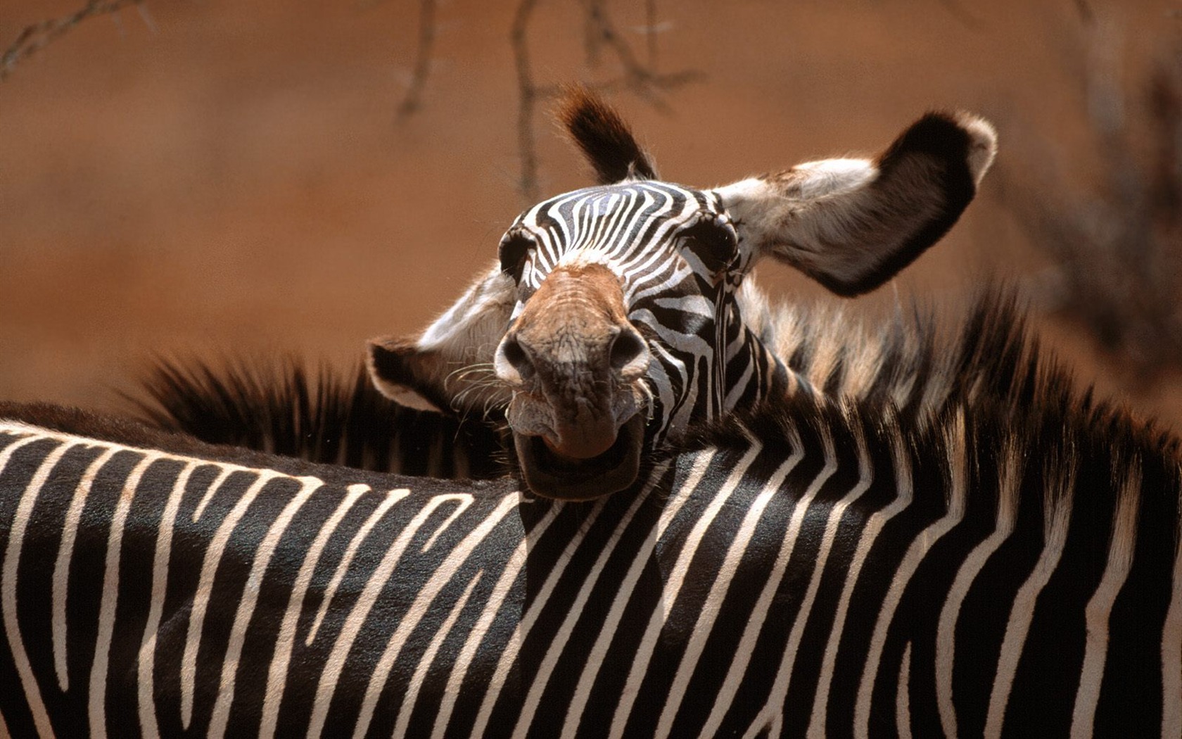 Zebra Foto Wallpaper #19 - 1680x1050