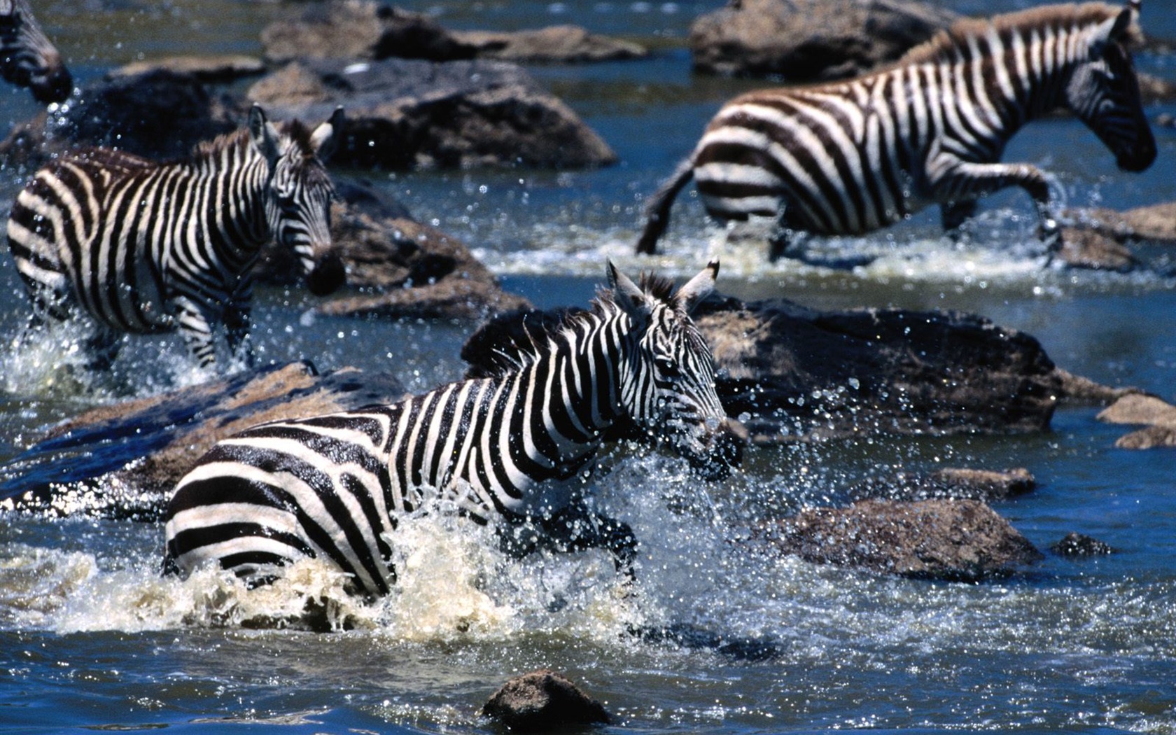 Fond d'écran photo Zebra #21 - 1680x1050