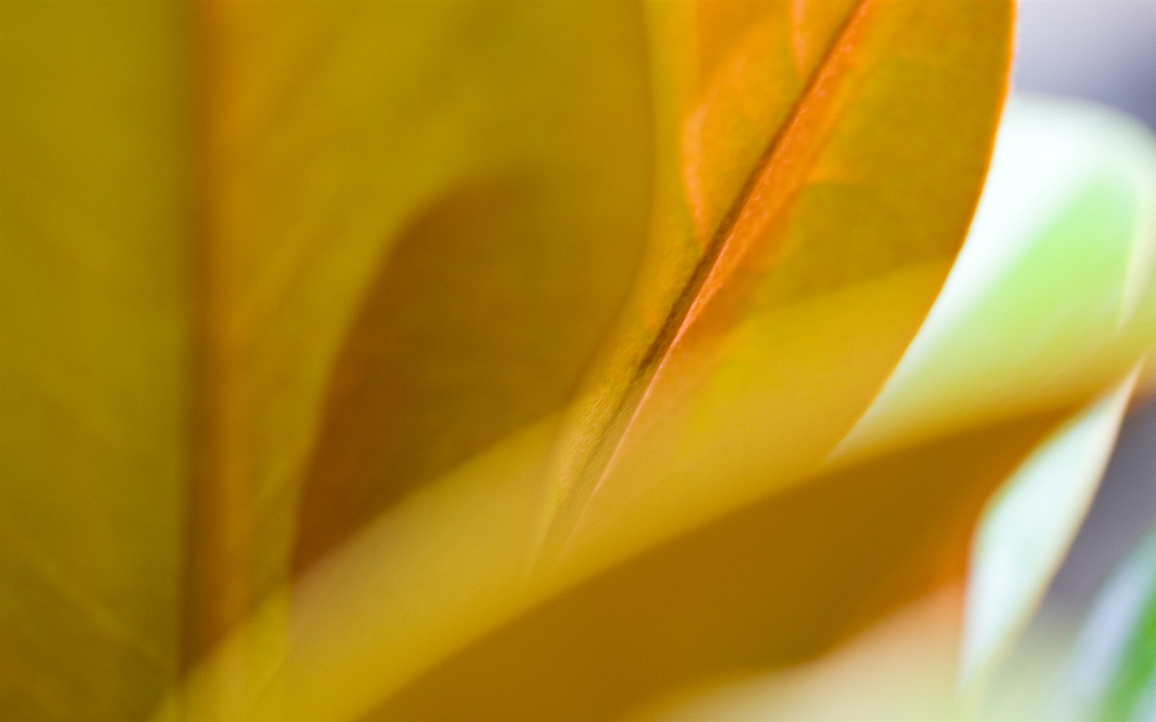 Foreign photography green leaf wallpaper (2) #16 - 1680x1050