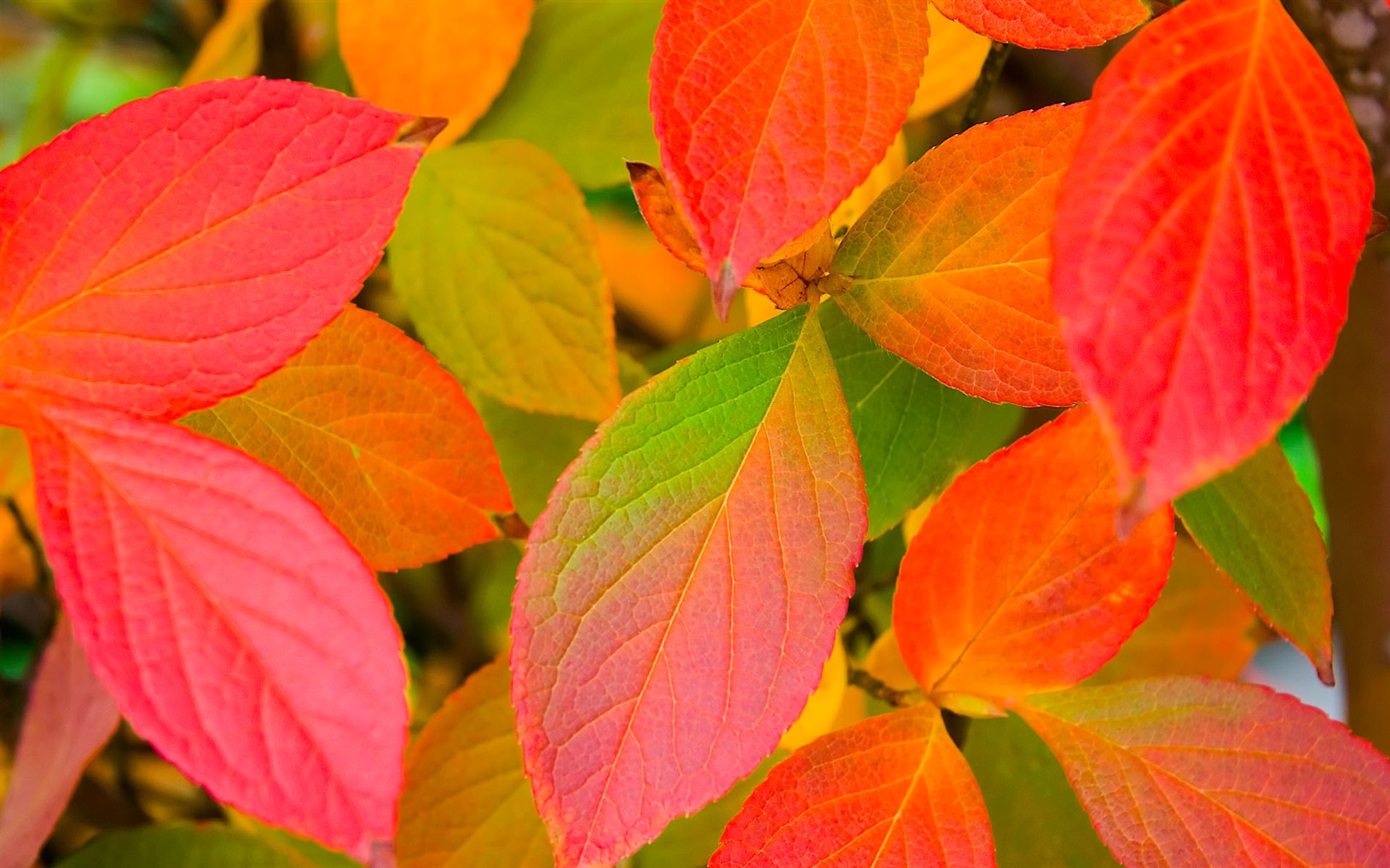 Foreign photography green leaf wallpaper (2) #17 - 1680x1050