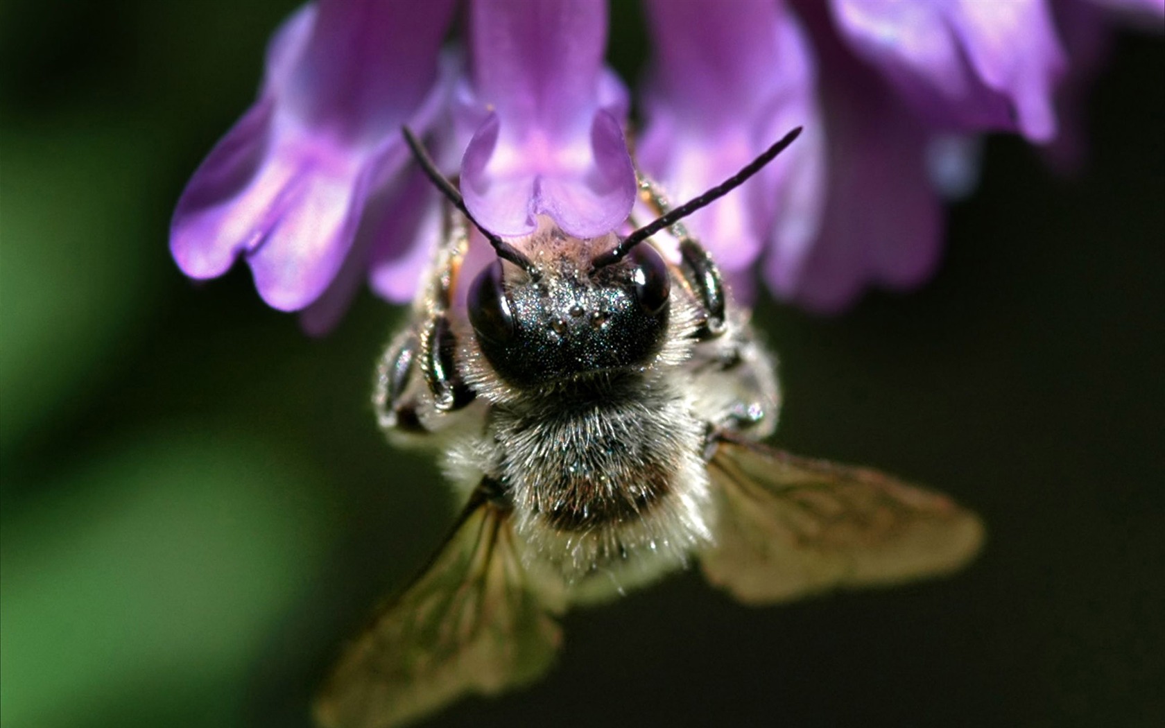 Láska Bee Květinové tapetu (3) #7 - 1680x1050