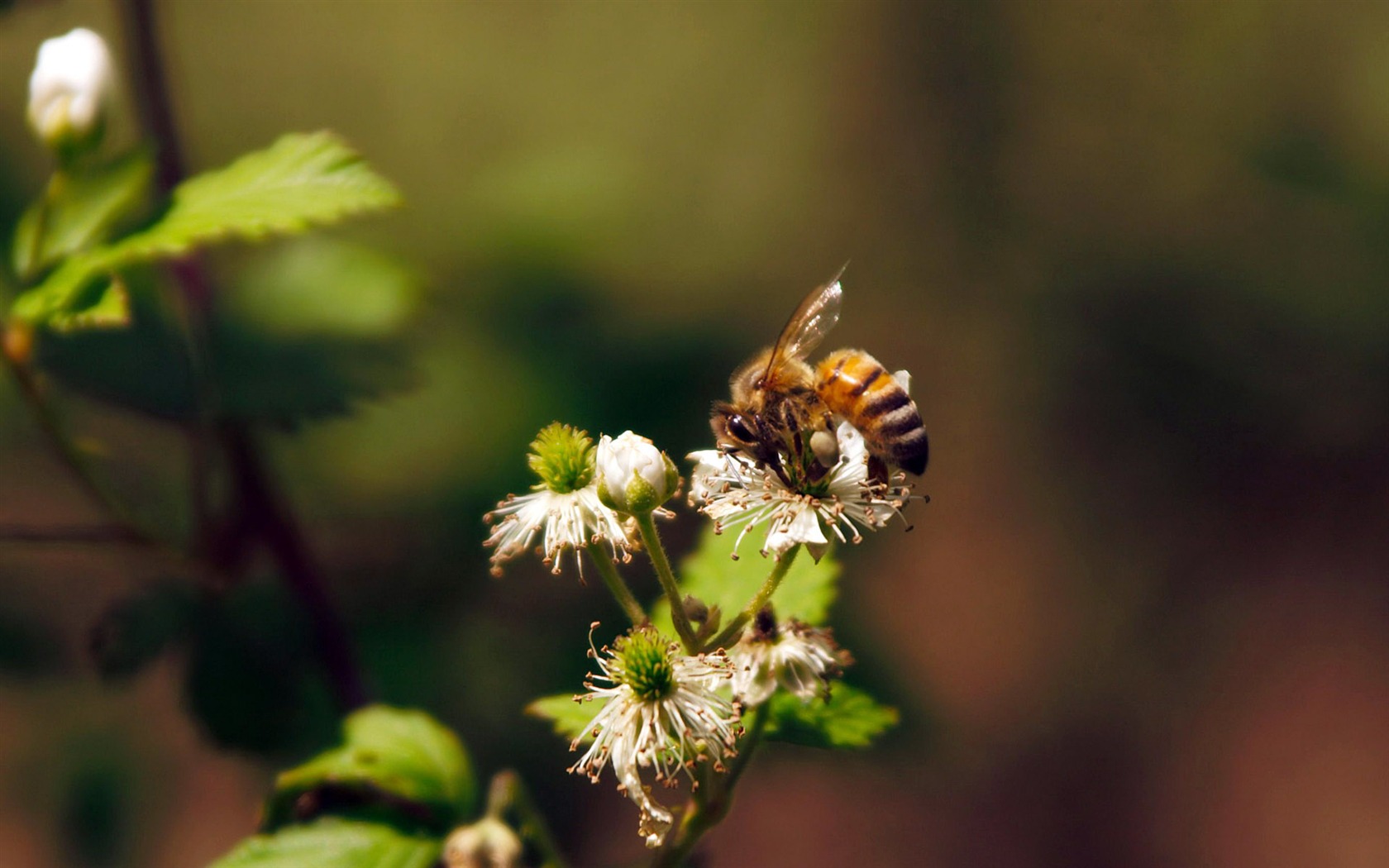 Láska Bee Květinové tapetu (3) #9 - 1680x1050