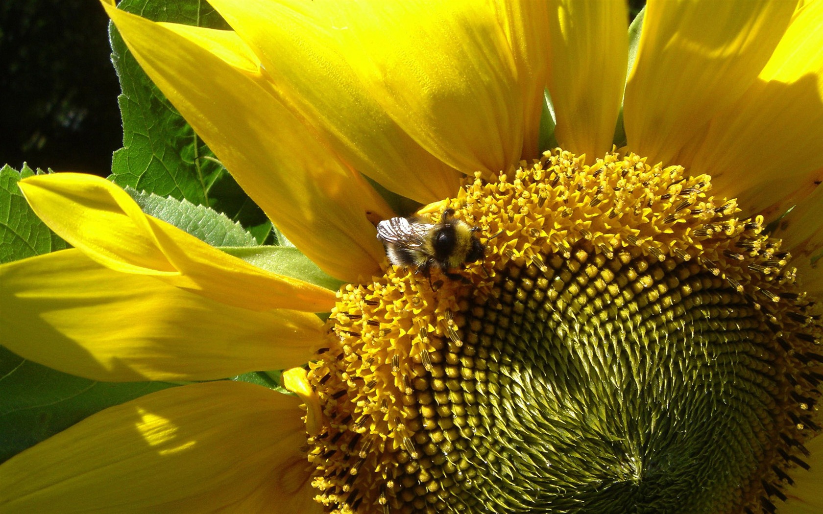 Láska Bee Květinové tapetu (3) #17 - 1680x1050
