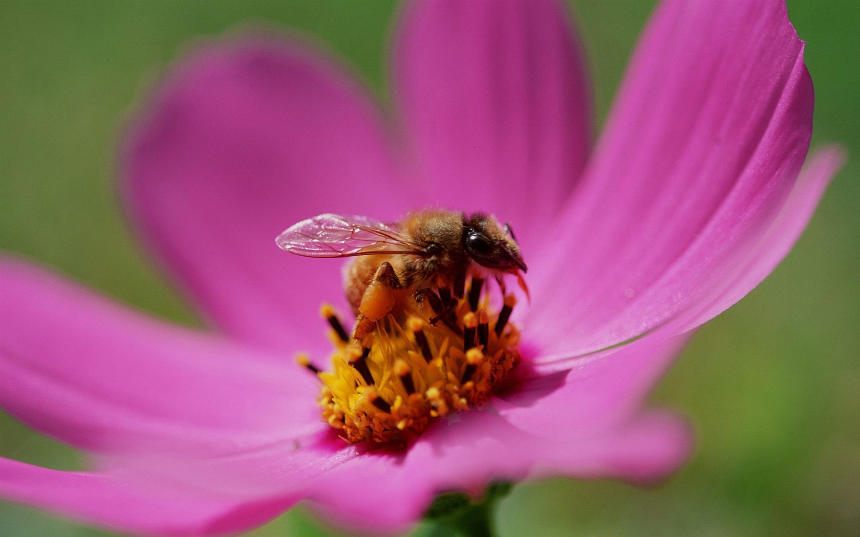 Láska Bee Květinové tapetu (3) #18 - 1680x1050