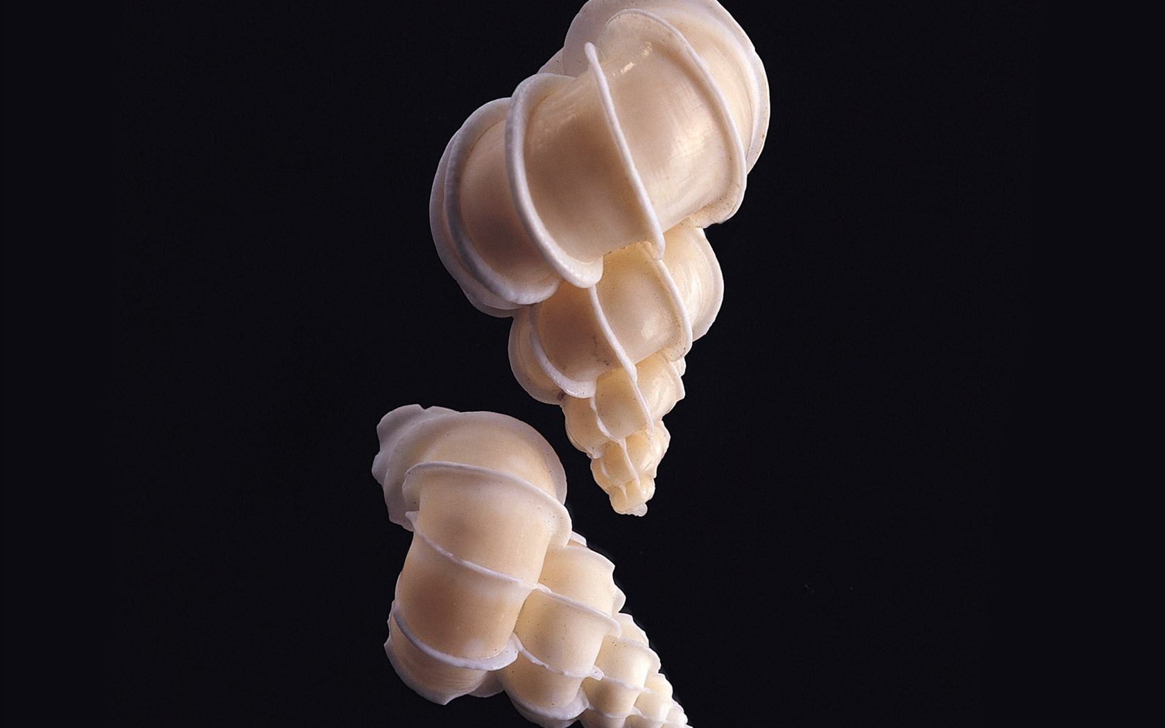贝壳海螺壁纸专辑(一)9 - 1680x1050