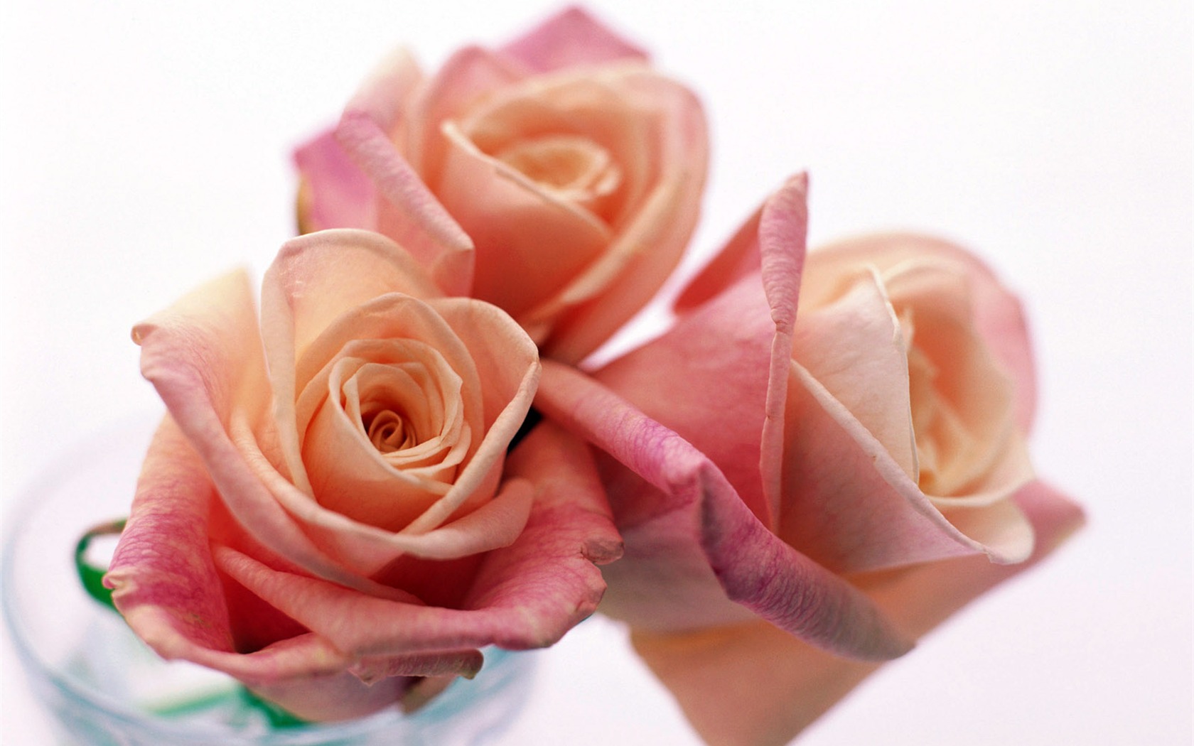 Flowers close-up (22) #2 - 1680x1050