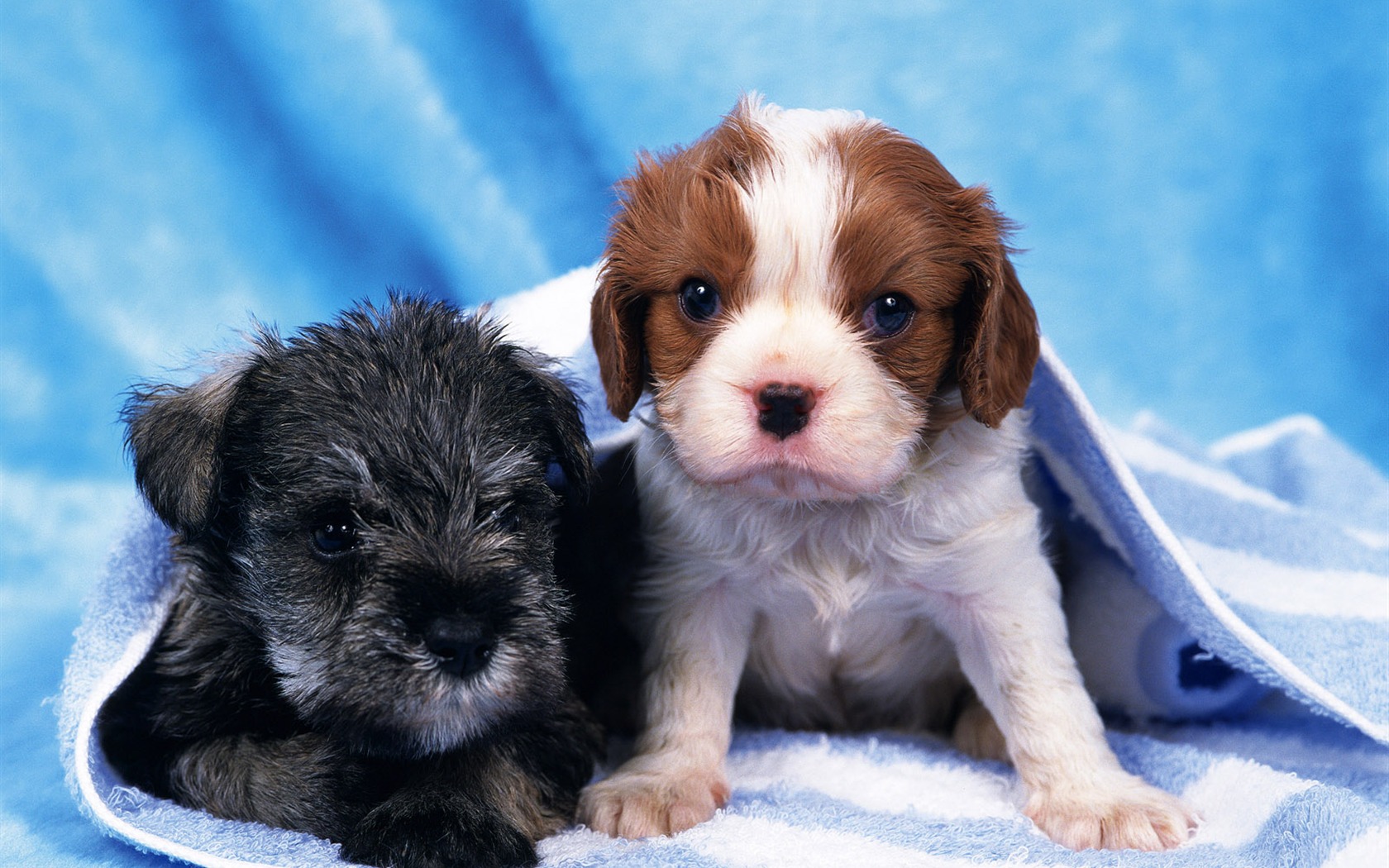 1600 dog photo wallpaper (7) #3 - 1680x1050