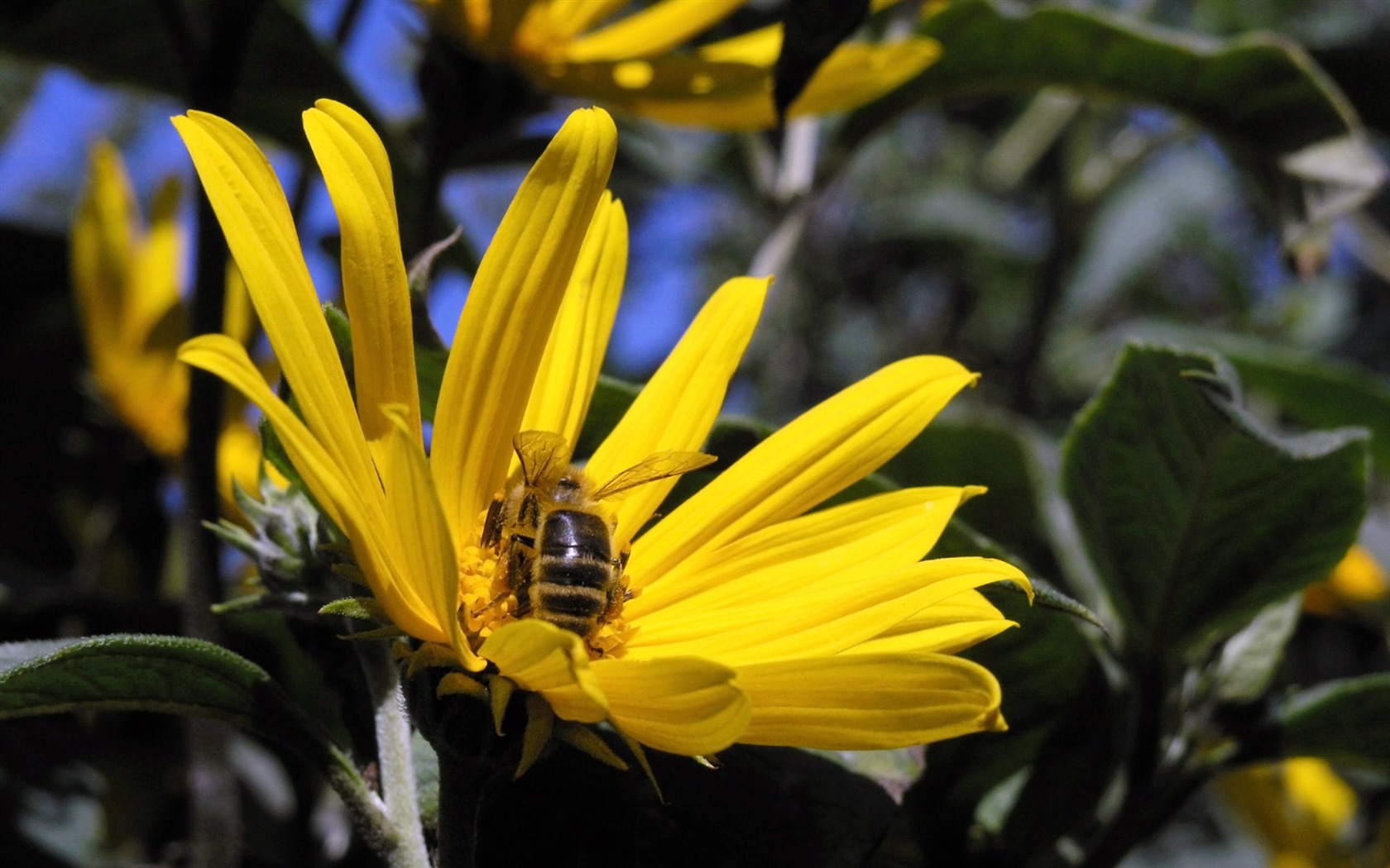 Láska Bee Květinové tapetu (4) #10 - 1680x1050