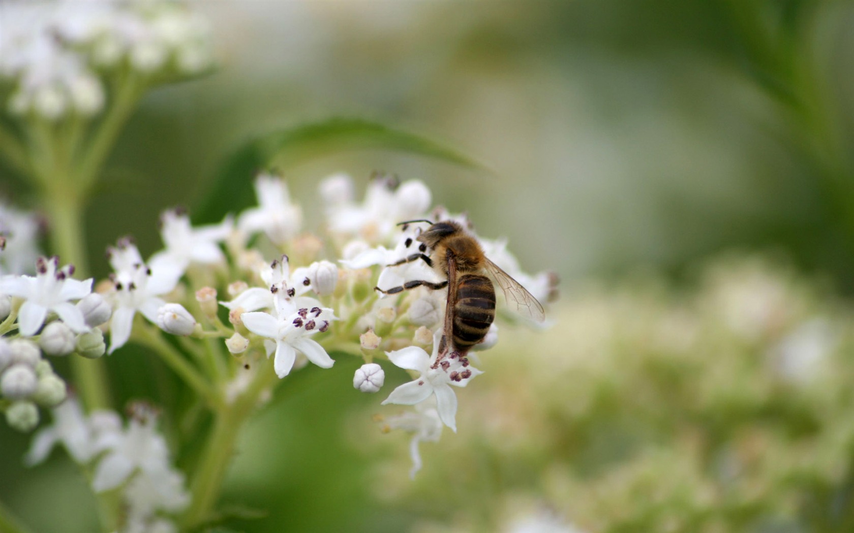 Love Bee Flower Wallpaper (4) #13 - 1680x1050