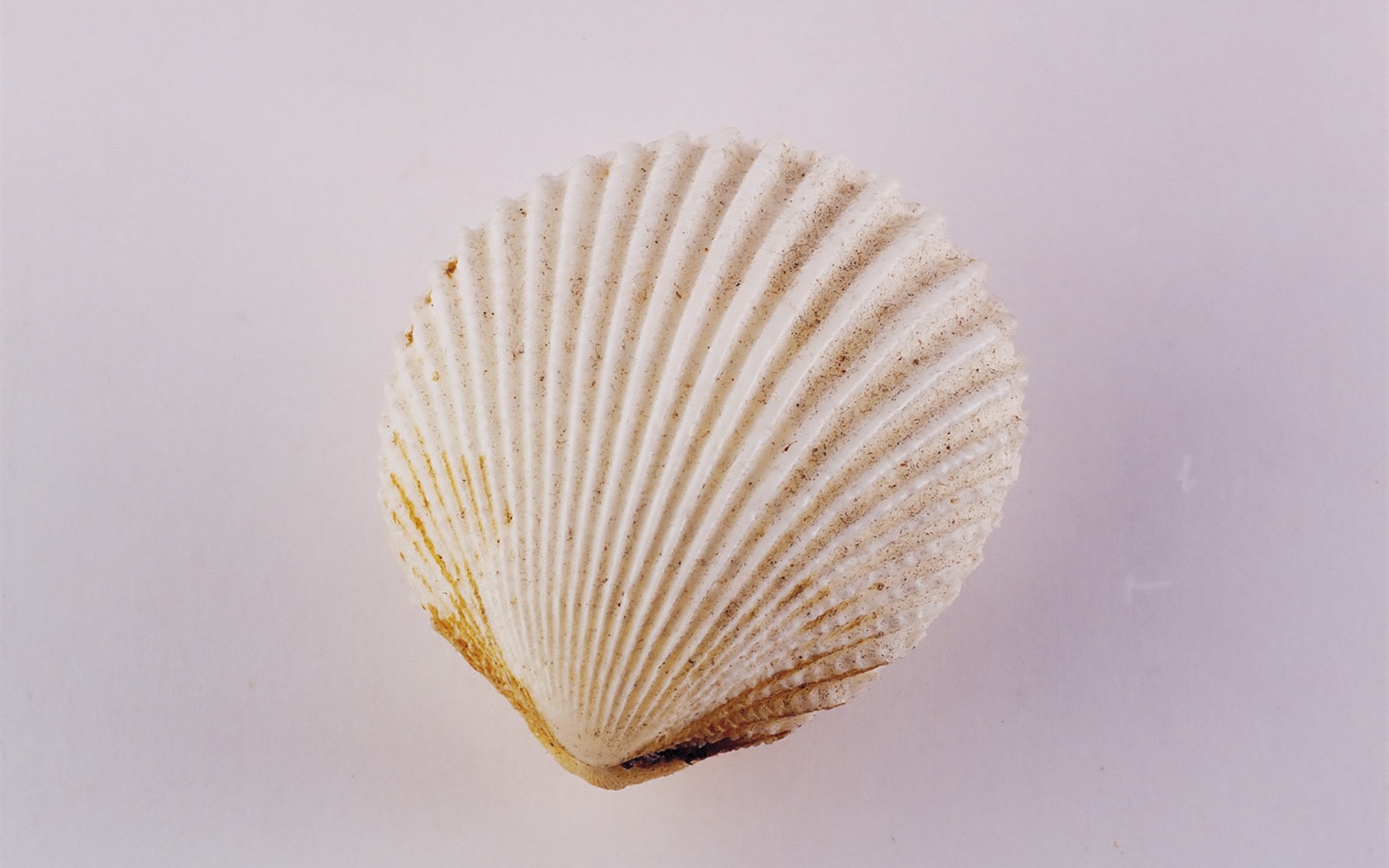 Conch Shell wallpaper album (2) #7 - 1680x1050