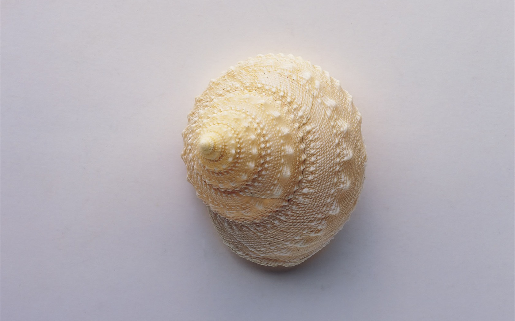 Conch Shell wallpaper album (2) #9 - 1680x1050