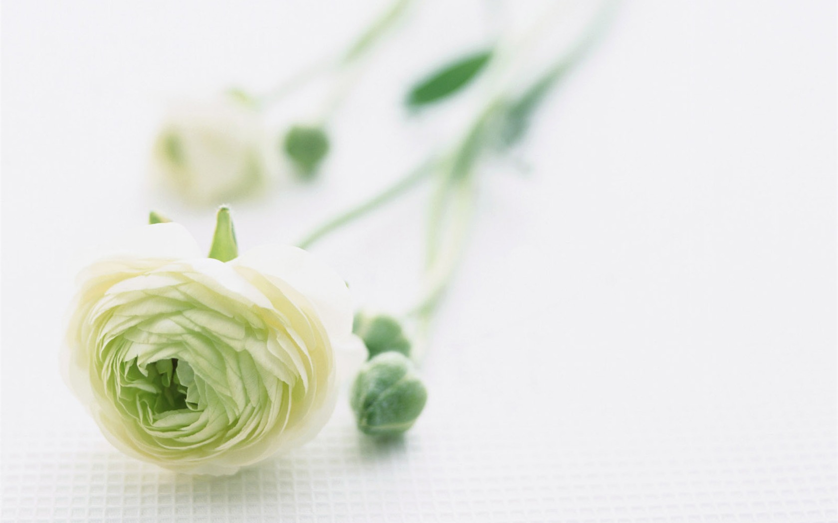 Flowers close-up (23) #4 - 1680x1050