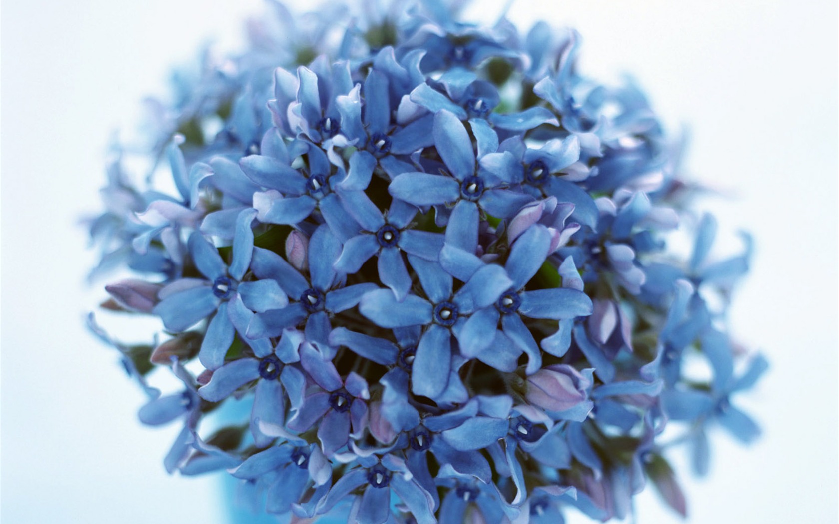 Flowers close-up (23) #8 - 1680x1050