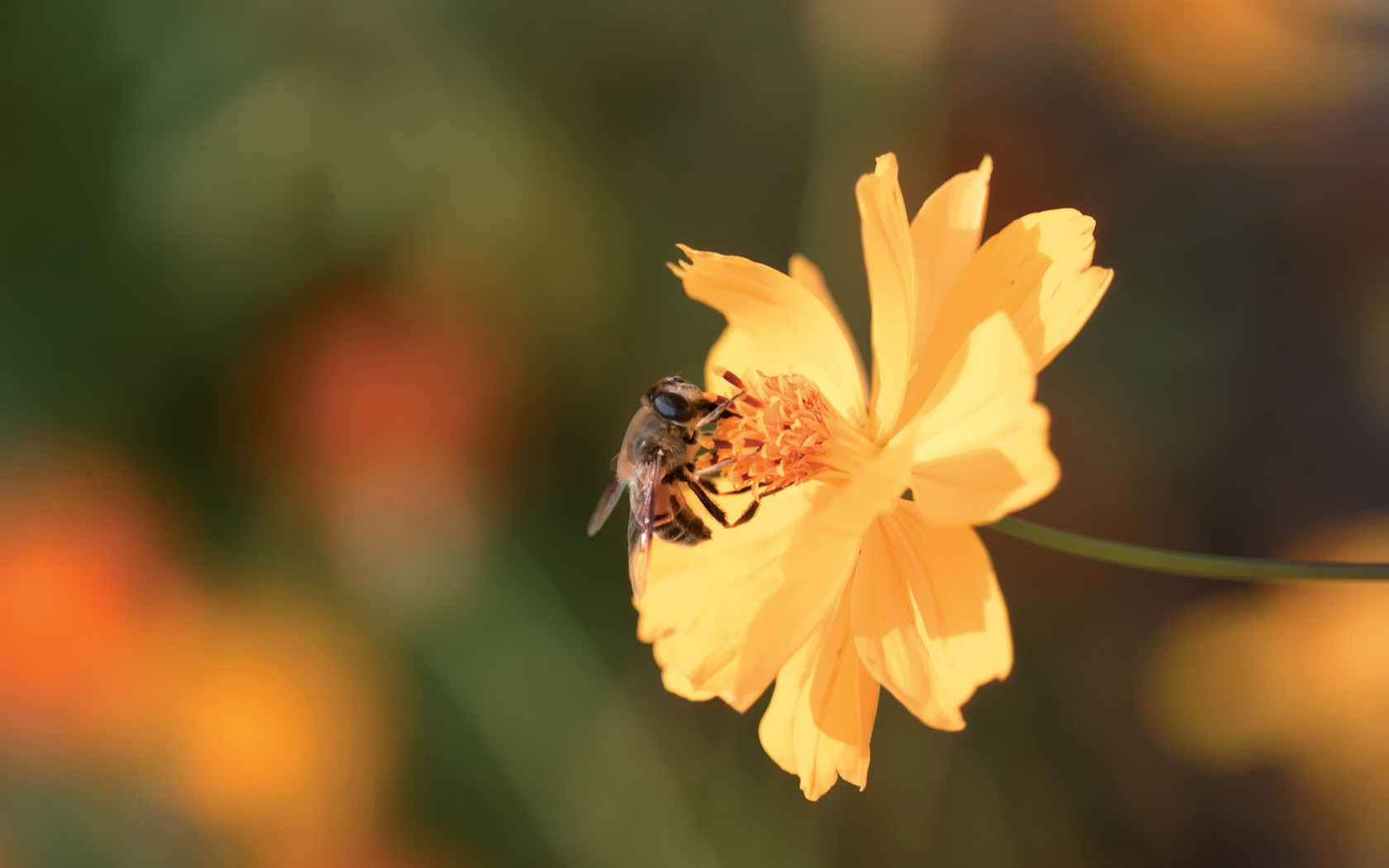 Fleurs Corée du Sud HD Livre #2 - 1680x1050