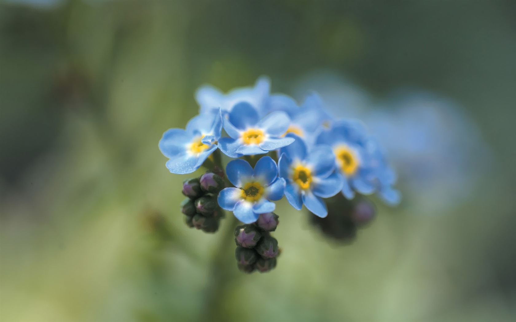 Fleurs Corée du Sud HD Livre #18 - 1680x1050