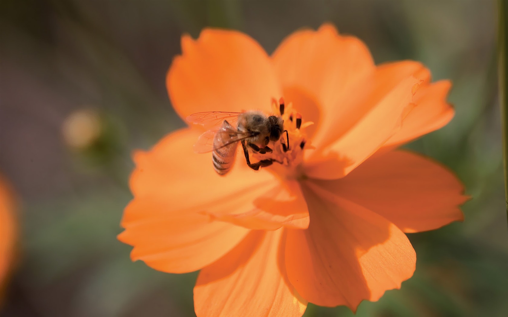 Corea del Sur Flores de papel de alta definición #24 - 1680x1050