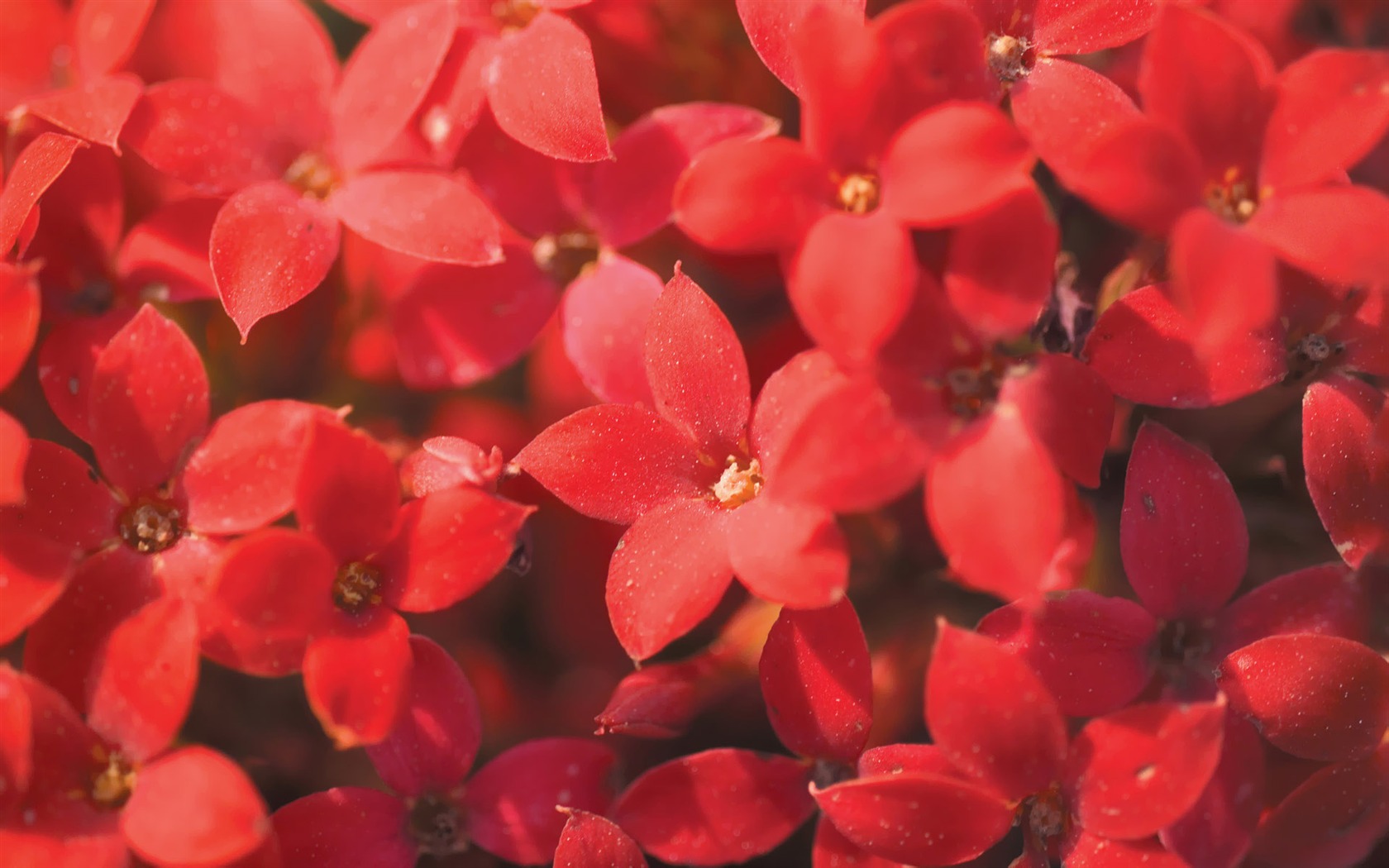 Corea del Sur Flores de papel de alta definición #27 - 1680x1050