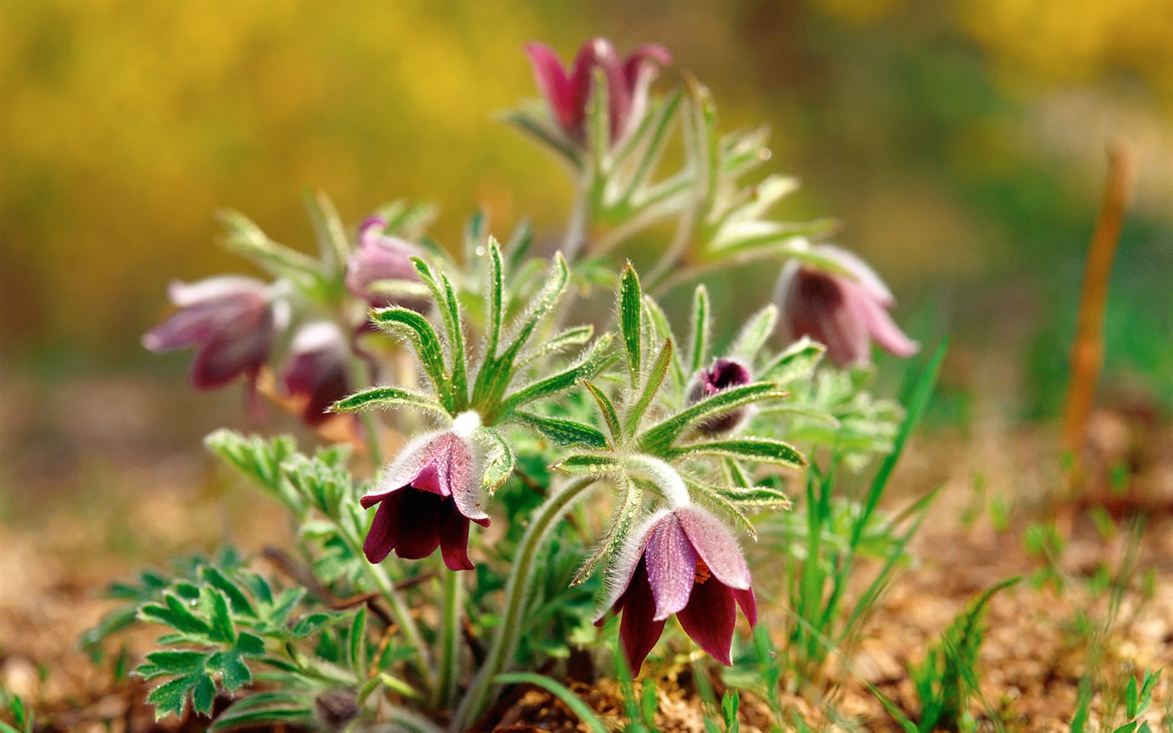 South Korea Flowers HD Paper #33 - 1680x1050