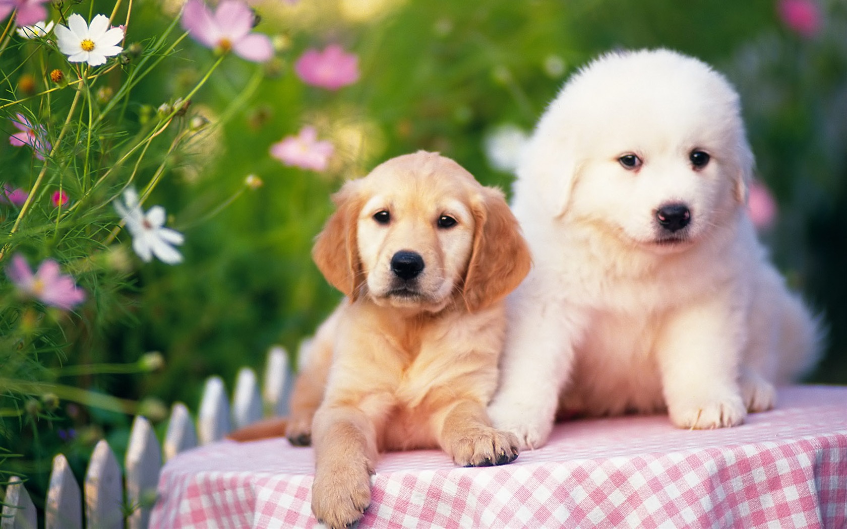 1600 dog photo wallpaper (8) #1 - 1680x1050