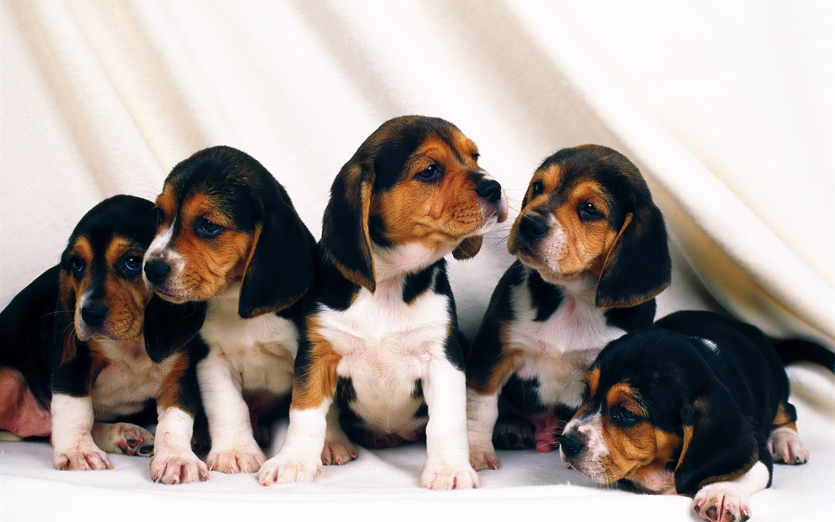 1600 dog photo wallpaper (8) #11 - 1680x1050