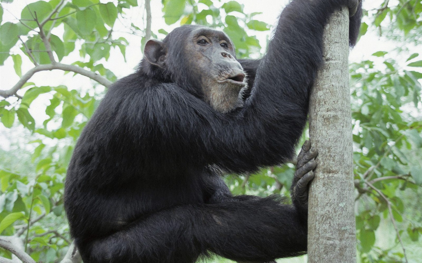 Monkey orangutan tapety (1) #4 - 1680x1050
