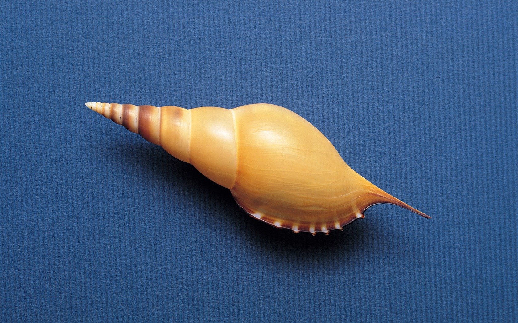 Conch Shell wallpaper album (3) #2 - 1680x1050