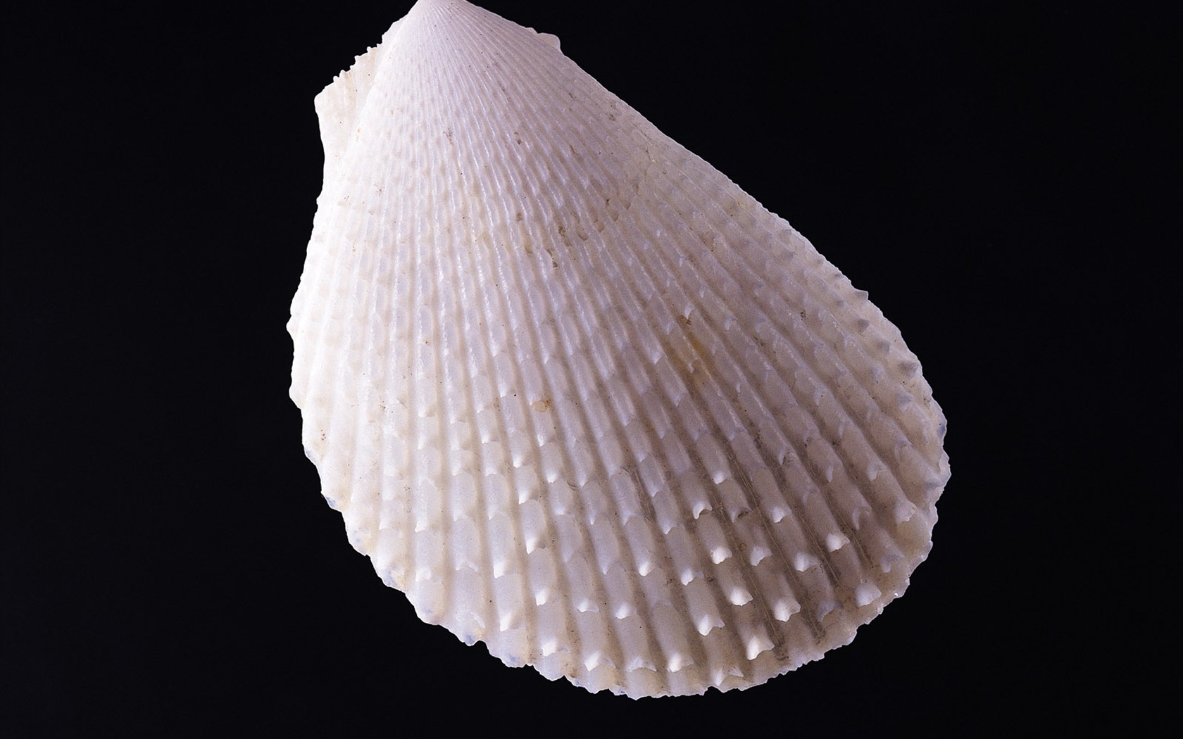 Conch Shell wallpaper album (3) #11 - 1680x1050