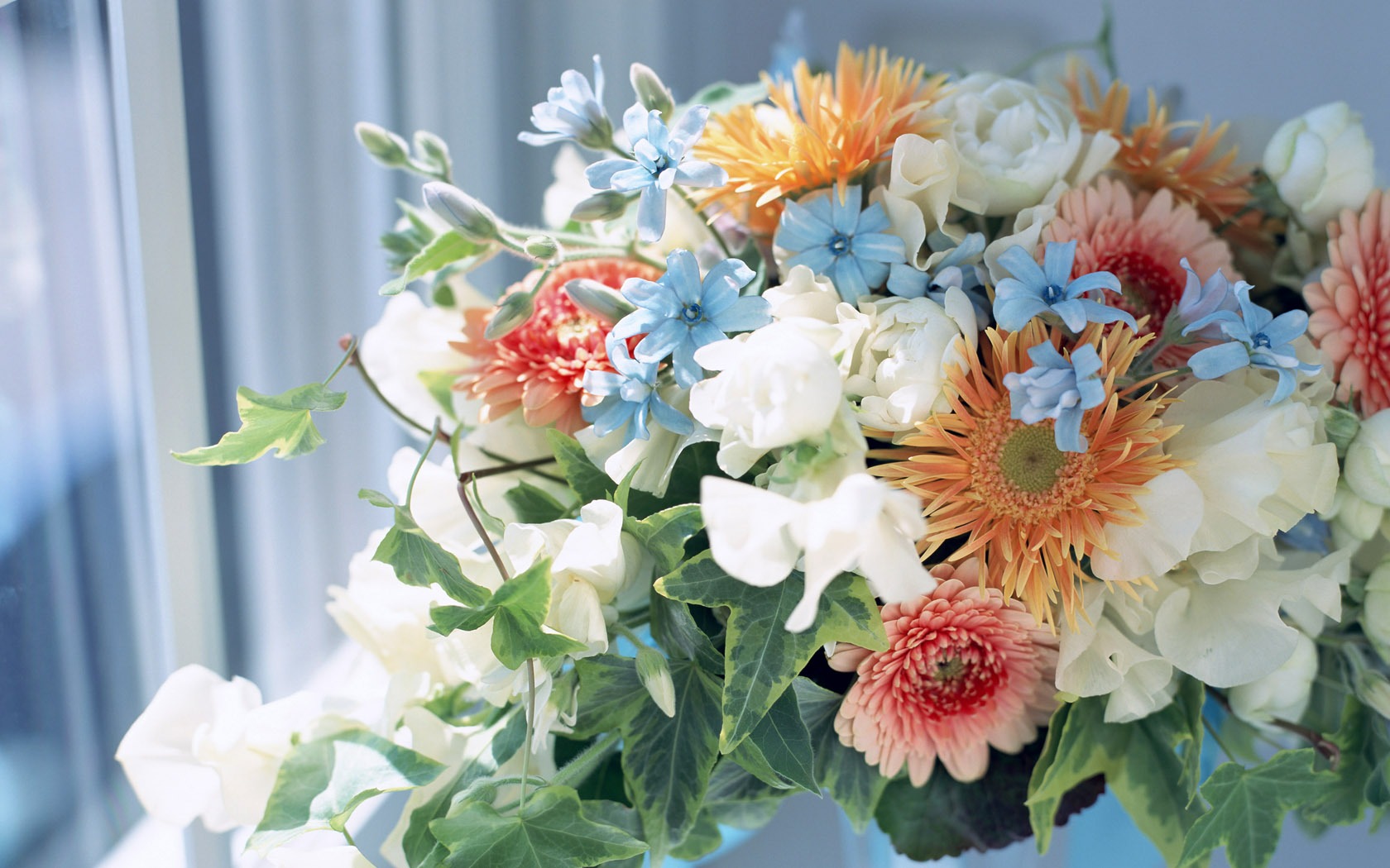 Flowers Widescreen Wallpaper #1 - 1680x1050