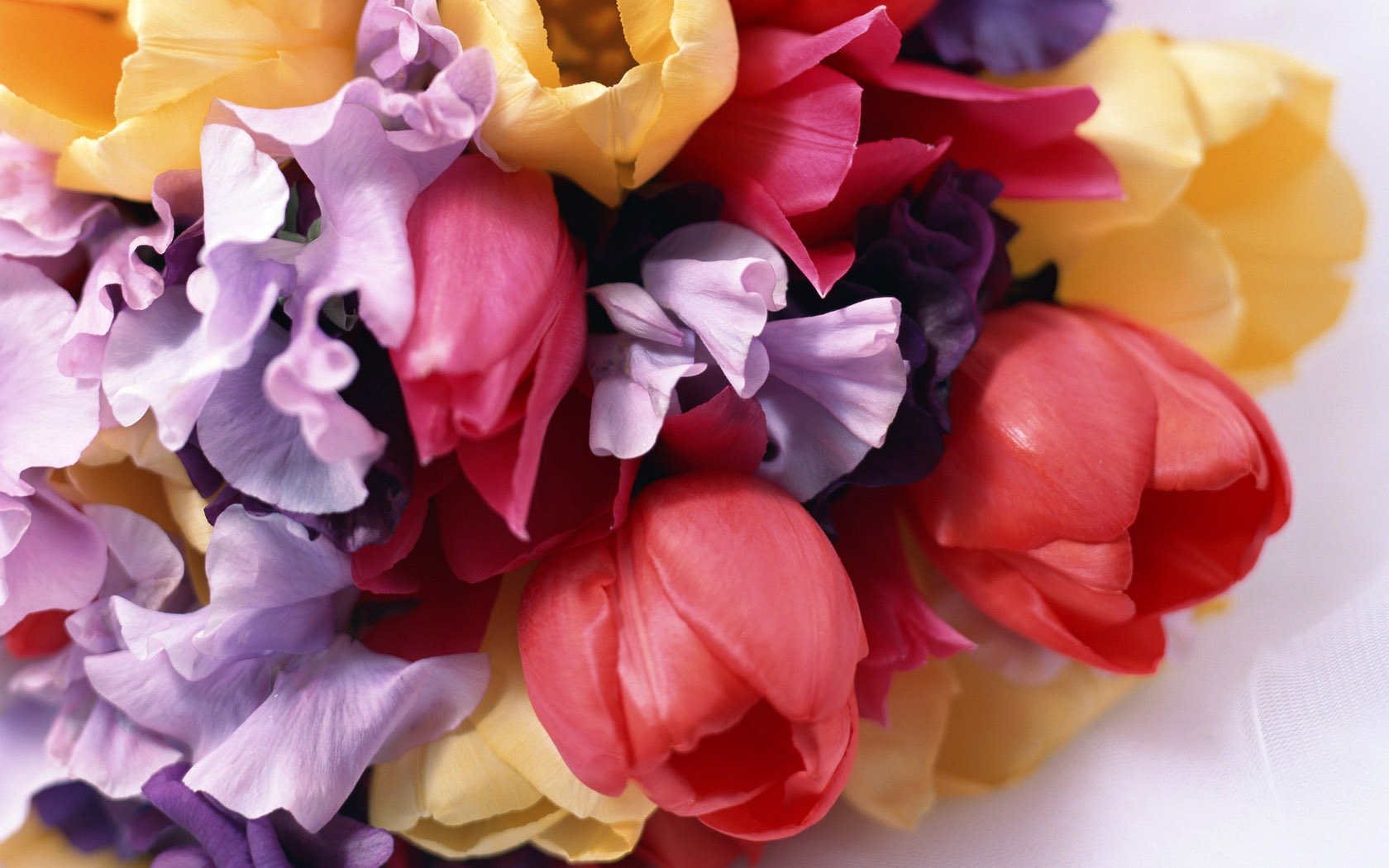Flowers Widescreen Wallpaper #3 - 1680x1050