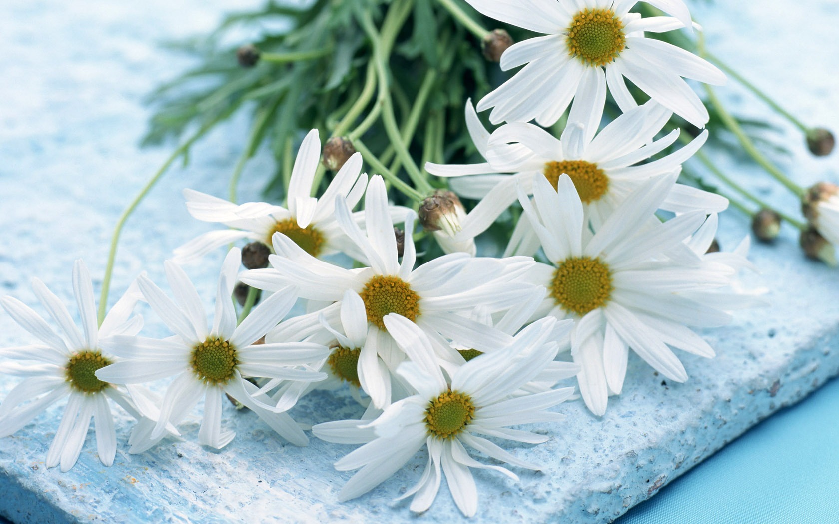 Flowers Widescreen Wallpaper #4 - 1680x1050