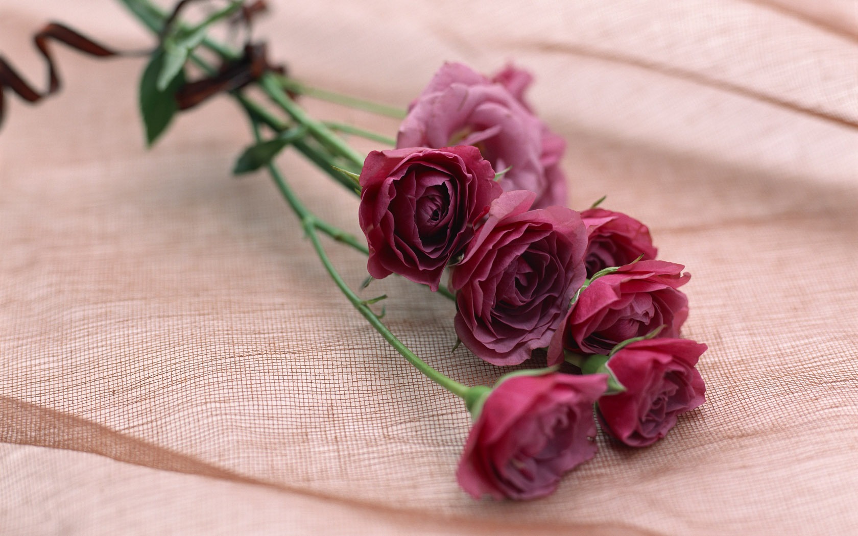 Flowers Widescreen Wallpaper #21 - 1680x1050