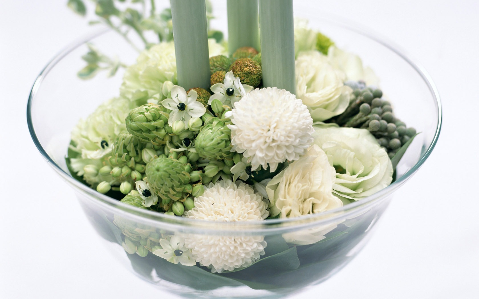 Flowers Widescreen Wallpaper #34 - 1680x1050