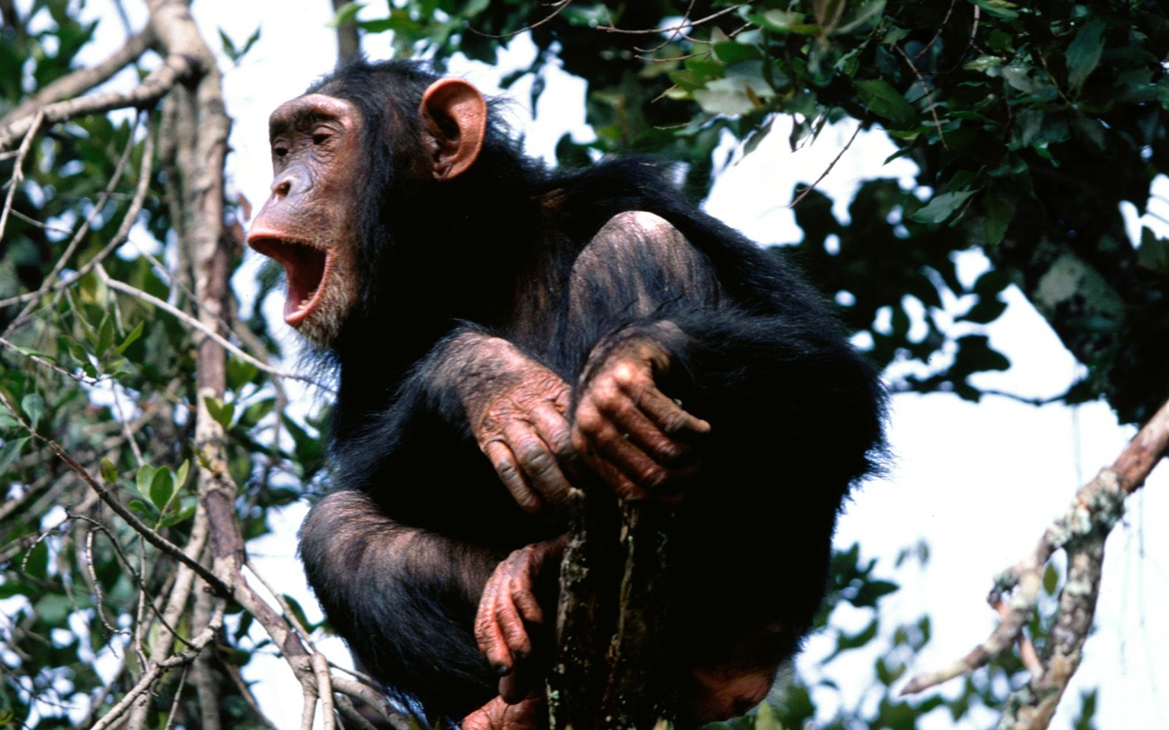 Monkey orangutan tapetu (2) #3 - 1680x1050
