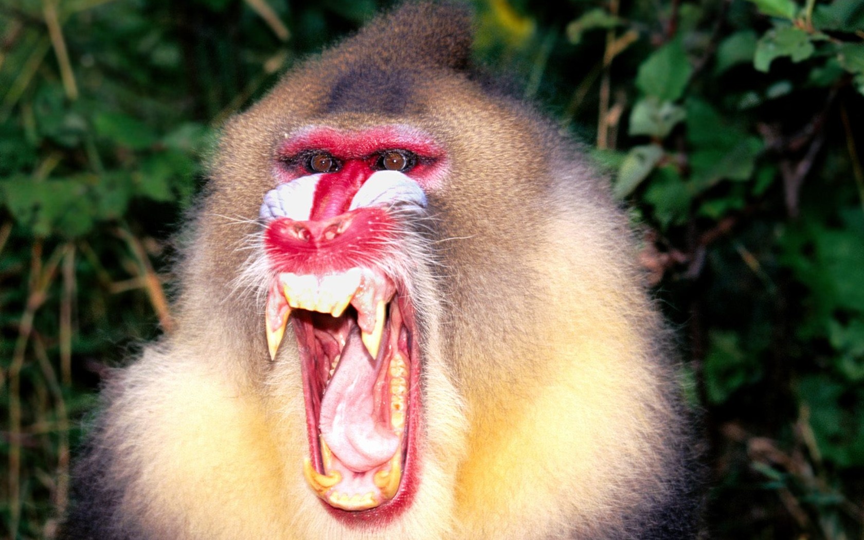 Monkey orangutan tapetu (2) #18 - 1680x1050