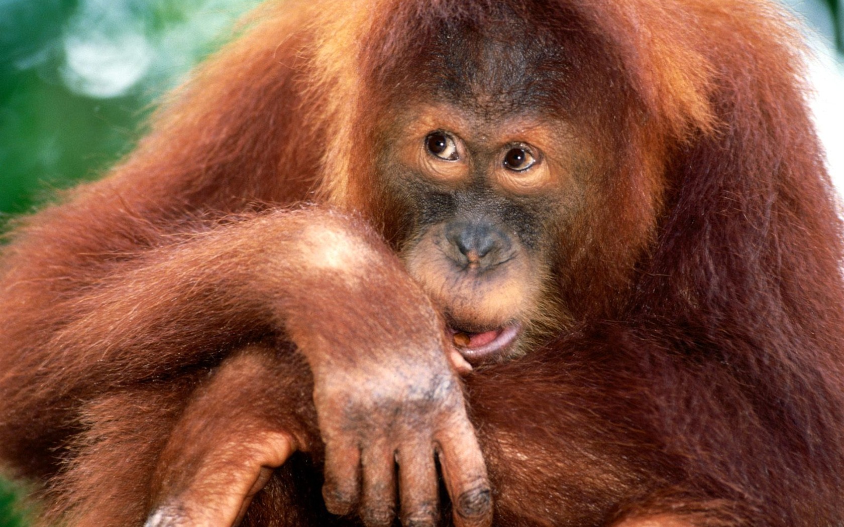 Monkey orangutan tapetu (2) #19 - 1680x1050