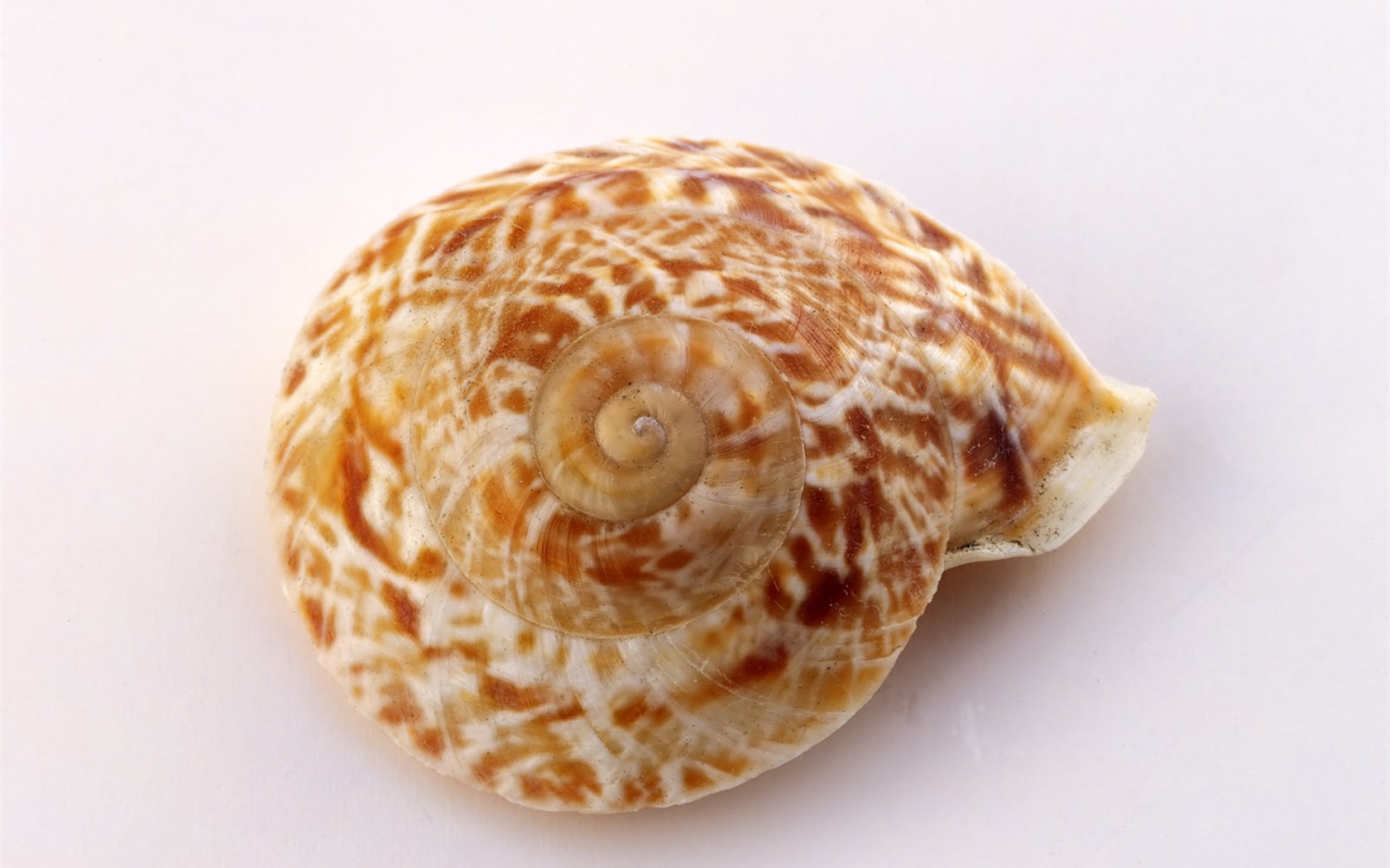 Conch Shell Tapete Album (4) #3 - 1680x1050