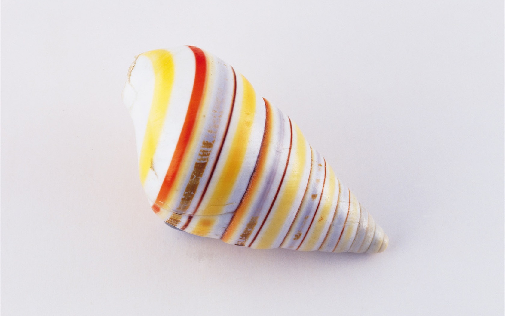 Conch Shell Tapete Album (4) #5 - 1680x1050