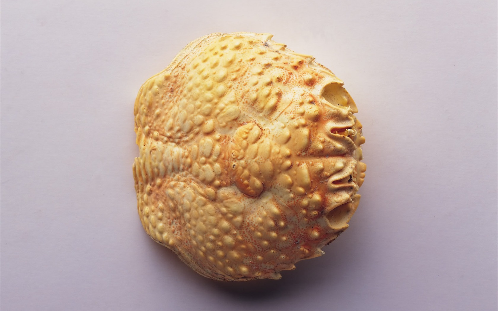 Conch Shell Tapete Album (4) #13 - 1680x1050