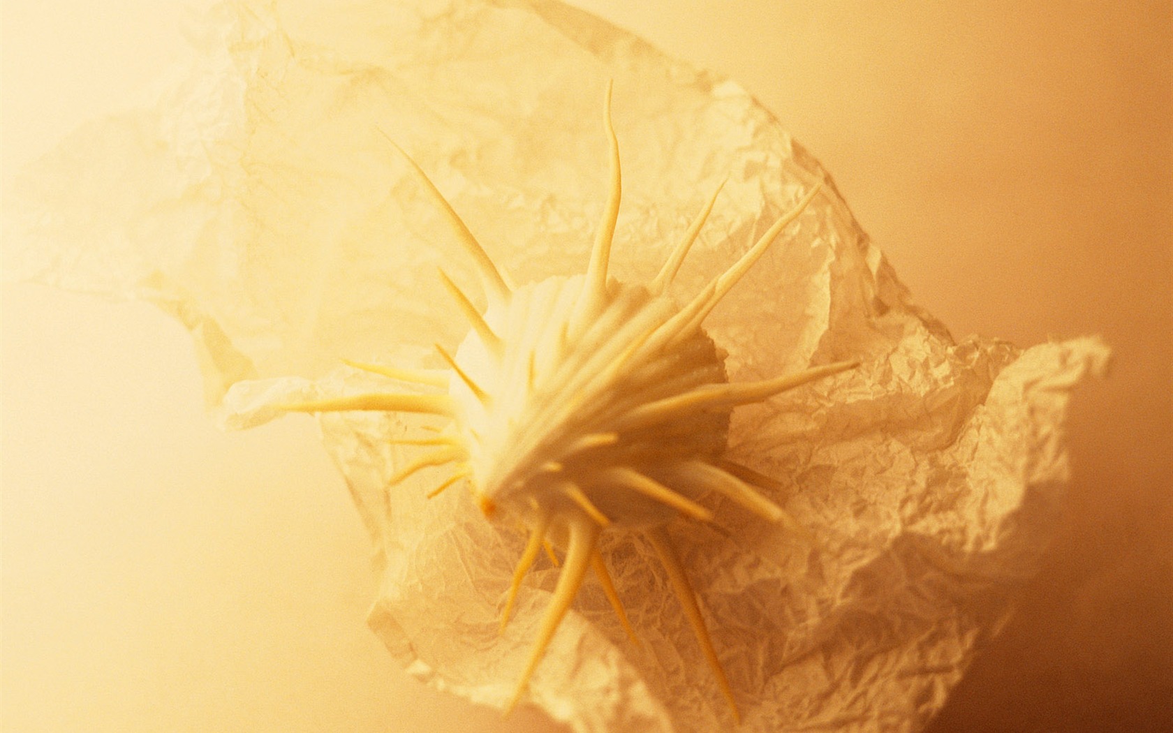 Conch Shell wallpaper album (4) #17 - 1680x1050